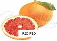 Grapefruit Rio Red