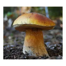 Bear Mushroom