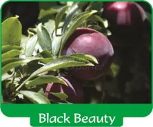 Prune beauté noire