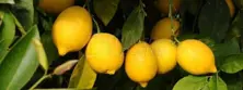 Kutdiken Lemon