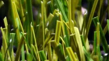 60mm Atlas Grass