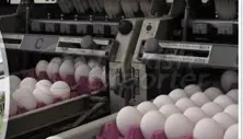Yumurta Üretimi