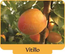 Abricot Vitillo