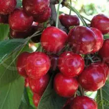 Fruits Cherries