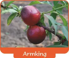 Nectarine Armking