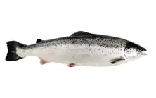 Norwegian Salmon
