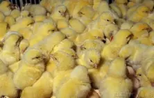 Chick Units