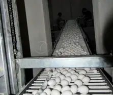Egg Control Units
