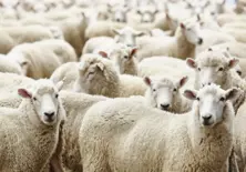 Sheep Fattening Feeds