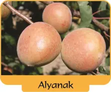 Abricot Alyanak