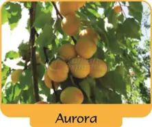 Abricot Aurora