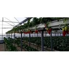 Hydroponic Greenhouse Investments 