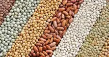 Grain and Legumes