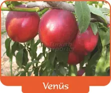 Nectarine Vénus