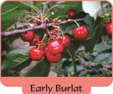 Cherry Early Burlat