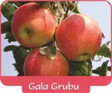 Apple Gala Group