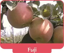 Apple Fuji