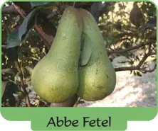 Pear Abbe Fetel