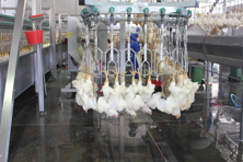 POULTRY MACHINE 