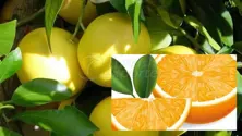 Granpefruit