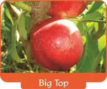 Nectarine Big Top