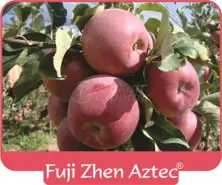 Apple Fuji Zhen Astec