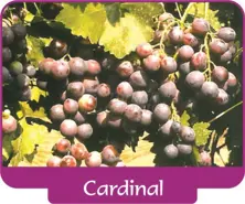 Cardinal de raisin