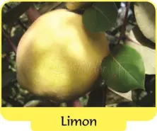 Coing Limon