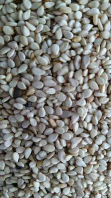 Humera d'origine éthiopienne, graines de sésame