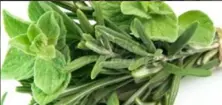 Aromatop Fresh Herbs