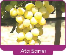 Grape Ata Sarisi