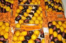 Fruits Mandarins