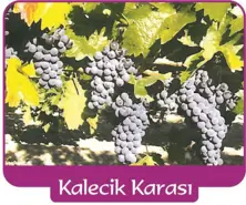 Grape Kalecik Karasi