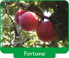 Prune Fortune