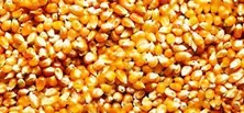 Corn Grain 