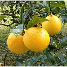 Lemon Mayer