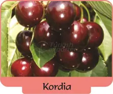Cherry Kordia