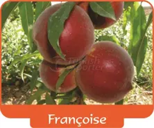 Peach Francoise