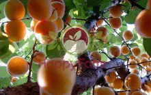 Apricot Bebeko