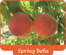 Peach Spring Bella