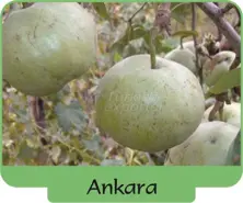Pear Ankara