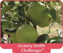 Apple Granny Smith Challenger