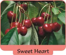 Cherry Sweet Heart