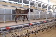 Goat Milking Parlour