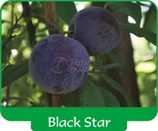 Étoile noire de prune