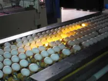 Yumurta Üretimi