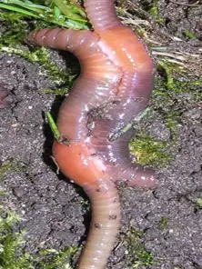Red California Worm