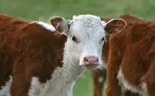 Calf Starter Feeds