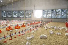 Poultry House Equipments