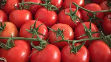 Grapollo Tomatoes